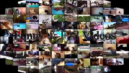 Funny Cats Scared Of Random Things - Part 3 - Funny Cats 2017