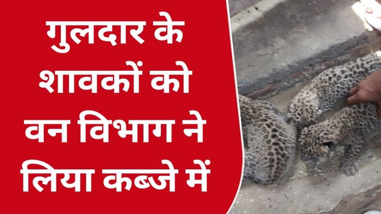 बिजनौर: आदमखोर अभी तक पकड़ से बाहर, अब गांव में मिले गुलदार के शावक