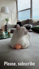 Baby Cats - Cute and Funny Cat Videos Compilation #shorts #funnybabycatsvideos