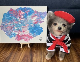 Pomcasso: The little dog with a heart condition selling paintings to fund lifesaving surgery