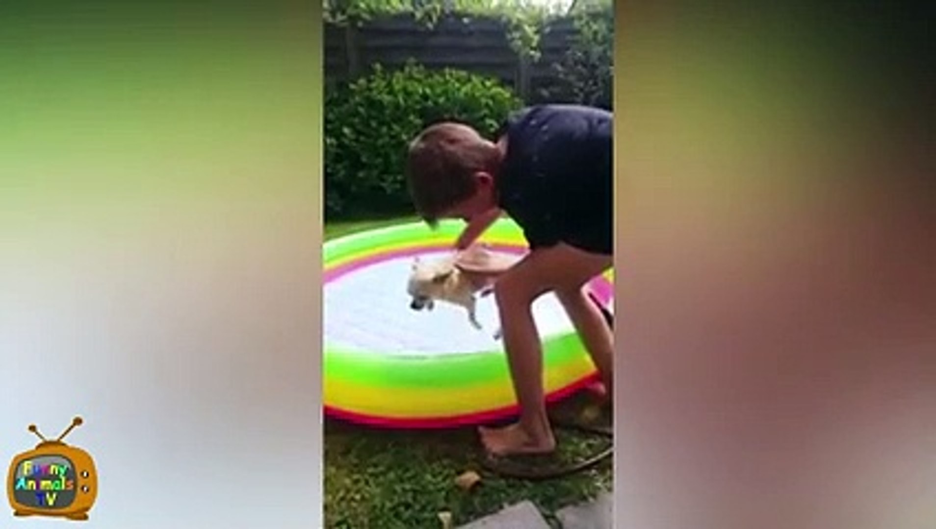 Funny Animals Compilation December 2015 - Funny Animal Videos - Funny Animals