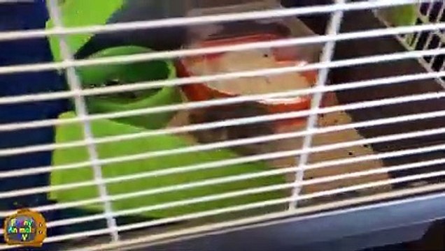 Animal Fails of the Week 3 September 2015 - Animal Fail Videos - Animal Fails Compilation 2015