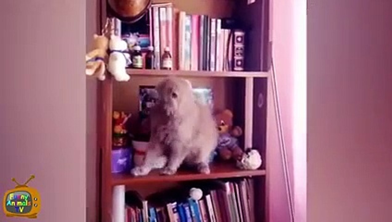 Animal Fails of the Week 1 October 2015 - Animal Fail Videos - Animal