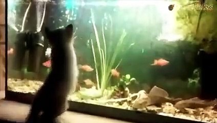 Animal Fails of the Week 1 May 2016 - Animal Fail Videos - Animal Fails Compilation 2016