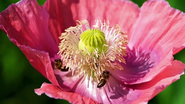 Soothing Sleep Music: Deep Relaxation, Stress Relief, and Meditation Enhancement I Fit Mindss