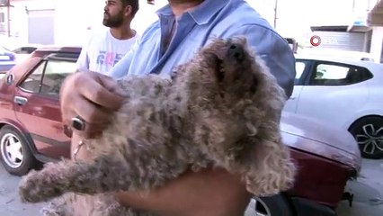 Ankara'da Pitbull Köpek, Evcil Hayvana Saldırarak Çenesini Kopardı
