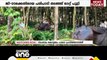 കോട്ടയം പാലാ പ്രവിത്താനത്ത് വിരണ്ടോടിയ പോത്തുകളെ പിടിച്ചുകെട്ടി | Kottayam