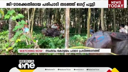 കോട്ടയം പാലാ പ്രവിത്താനത്ത് വിരണ്ടോടിയ പോത്തുകളെ പിടിച്ചുകെട്ടി | Kottayam