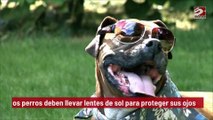 Los perros deben llevar lentes de sol para proteger sus ojos