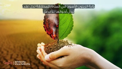 رؤية الزيتون الأسود في المنام للمطلقة