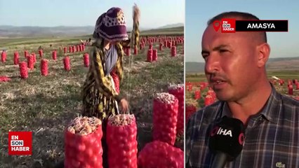 Amasya’da soğan tarlada 4 liraya kadar indi