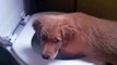 Golden Puppy Dog pataugeant dans la cuvette des toilettes