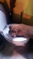 Golden Puppy Dog pataugeant dans la cuvette des toilettes