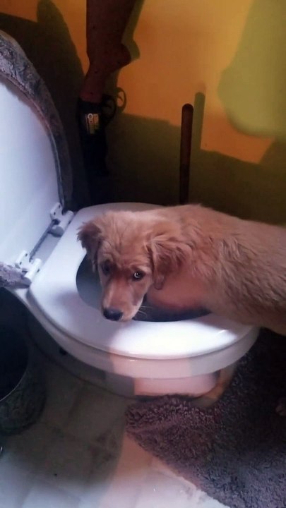 Golden Puppy Dog pataugeant dans la cuvette des toilettes
