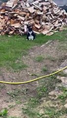 Mustachioed Cat Sits Like Human