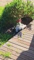 Rooster Pretends He's Dead