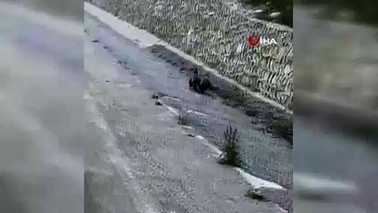 Yavru ayılar arabayla yarıştı