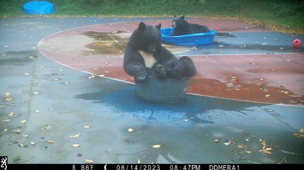 Des ours noirs en smoking se rafraîchissent sur un terrain de basket
