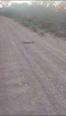 Voyages d'homme essayant de sauver l'alligator