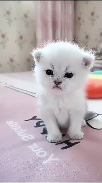 So Cute Baby Cat Video