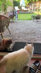 Persian Cat Confused By Open Door