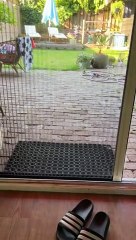Persian Cat Confused By Open Door