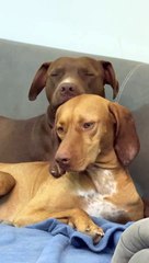 Dog Chews on Buddy's Ear