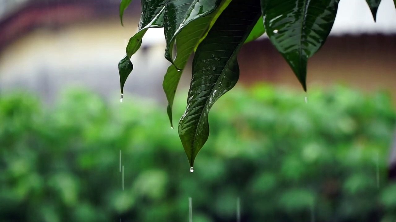 Foest Rain Sounds