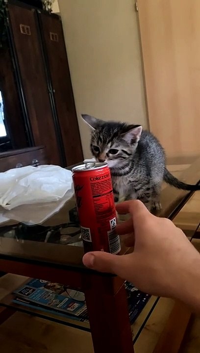 Kitten Is Not Spatially Aware