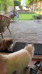 Persian Cat Confused By Open Door