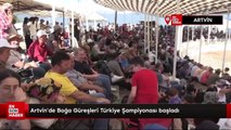 Artvin'de Boğa Güreşleri Türkiye Şampiyonası başladı