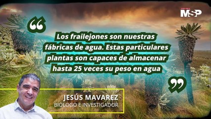 ¿Qué nos pasaría si se extinguieran los frailejones de los páramos? - #ExclusivoMSP