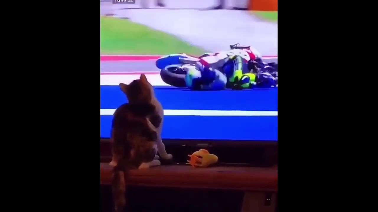 Best Funny Animal Videos Of The 2023 Funniest Cats And Dogs Videos