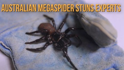 Enormous Megaspider Stuns Experts