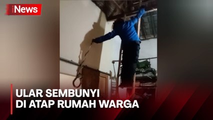 Ular Sepanjang 2 Meter Sembunyi di Atap Rumah Warga, Evakuasi  Berlangsung Dramatis
