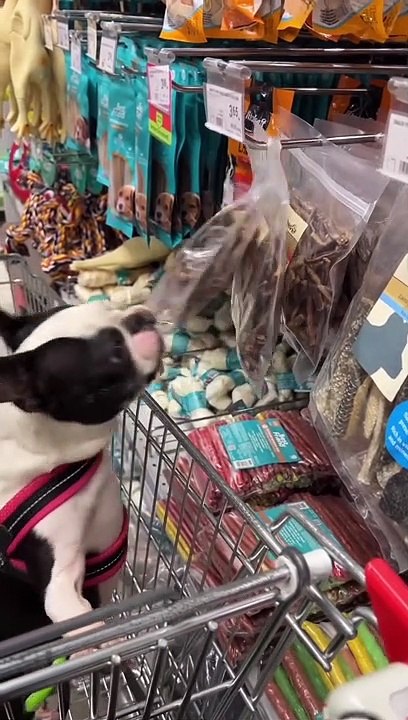 Funny animals 2023 Funniest Cats andDogs Video) #7 #Happydog #funnycats #funnyanimals#funnyanimals