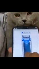 Best Funny Cats Videos 2023  #trending #viral #foryoupage #funny