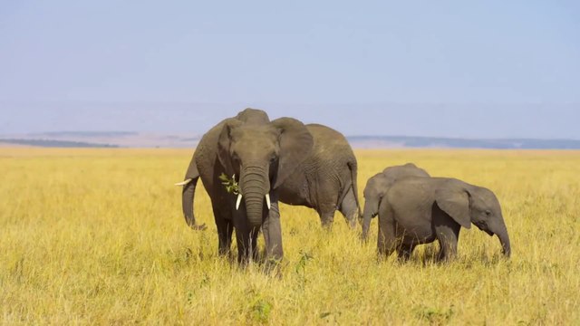 FOREST 4K American Nature Relaxation Film - Peaceful Relaxing Music - 4k Video UltraHD