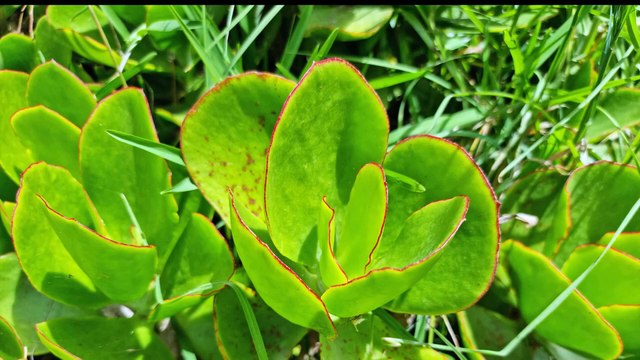 Sinh 11 - Bài 14 Thực hành phát hiện hô hấp ở thực vật