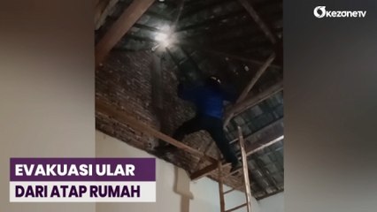 Damkar Evakuasi Ular Sepanjang 2 Meter Sembunyi di Atap Rumah Warga