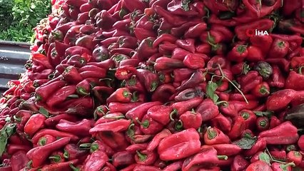 Biberin meşakkatli salça yolculuğu başladı