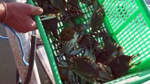 Italien: Blaukrabben aus Nordamerika bedrohen Arbeit der Muschelzüchter