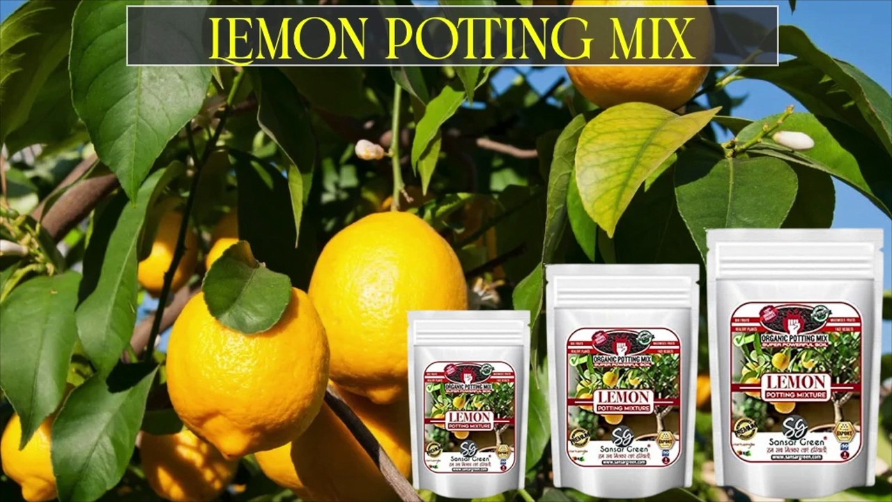 SANSAR GREEN LEMON POTTING