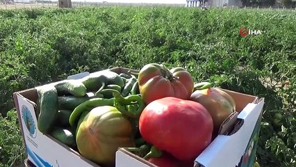Bu ilçede vatandaşlar salatalık ve domatesin kilosunu 1 liradan alıyor