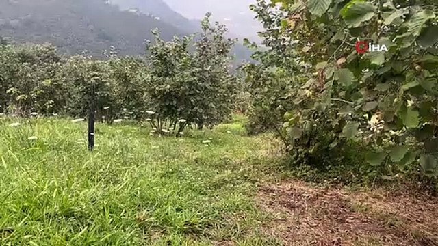 Fındık bahçesini temizlerken gördüğü karacaya böyle seslendi