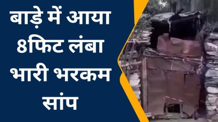 राजसमंद: बाड़े में सांप आने से मचा हडकंप, और देखिए यह लाइव रेस्क्यू