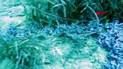 Korkutan açıklama... 'Akdeniz'in ciğerleri' ölüyor!