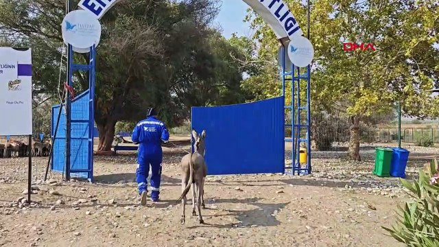 DİYARBAKIR'DA ŞİDDET GÖREN EŞEK, EMEKLİ HAYVANLAR ÇİFTLİĞİ'NDE