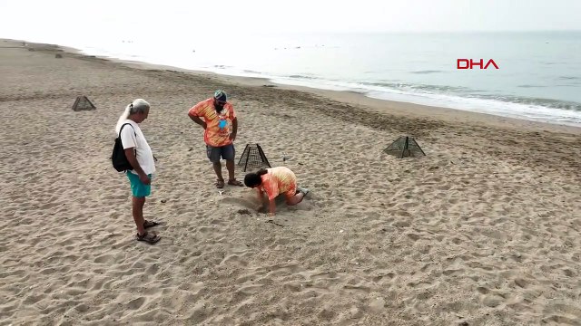 Deniz kaplumbağaları için korumaya alınan yuva sayısı, 2 bin 551'e ulaştı