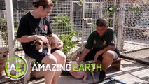 Amazing Earth: Fur Parents adopts 10 rescued dogs (Online Exclusive)